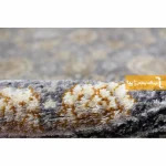 فرش گرد فیلی طرح افشان6